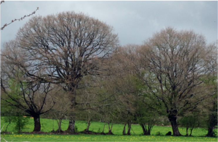 Illustration - Filière bois - Mayenne Bois Énergie