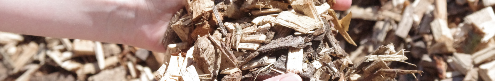 Des mains portent des copeaux de bois sec