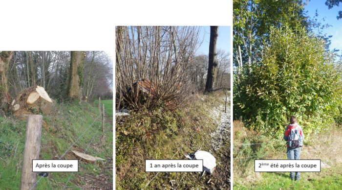 evolution coupe et repousse 1