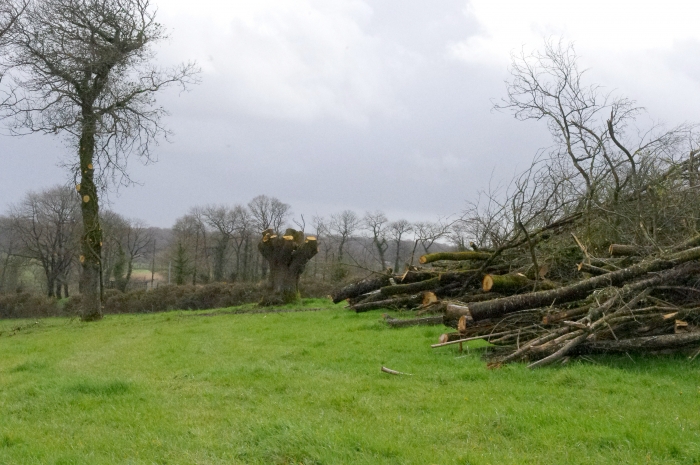 Bois adain déchiquetable Mayenne Bois