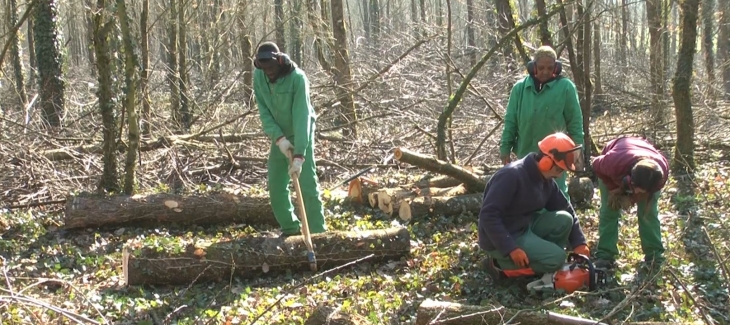 Chantier-d-insertion-forestier